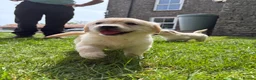 Golden Retriever dogs for sale: FULLY VACCINATED KC REG GOLDEN RETRIEVERS - Advert 10