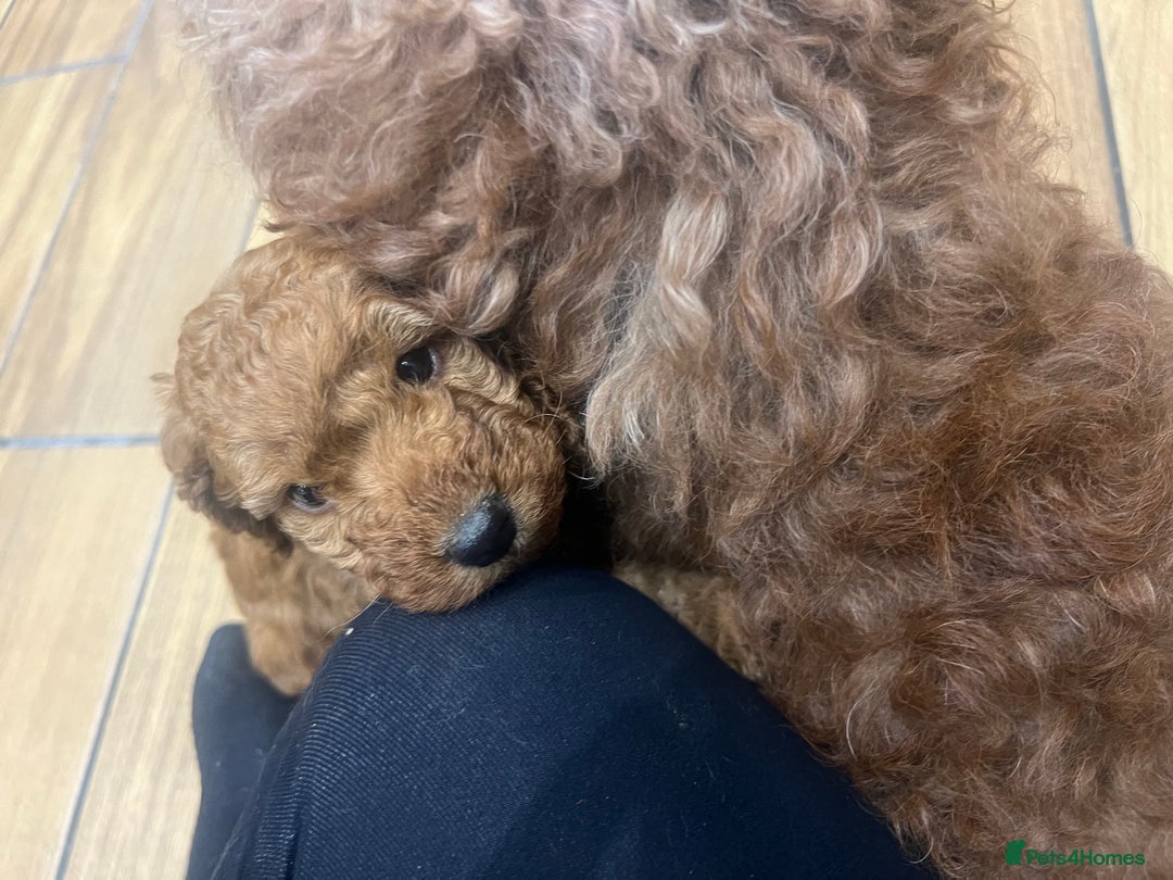 Cockapoo dogs for sale: Ready Monday 2 Cockapoo females  - Advert 39