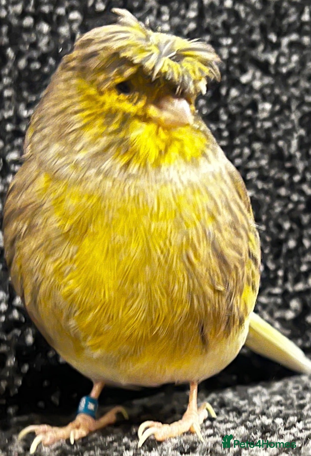 Canaries birds Canaries - Advert 2