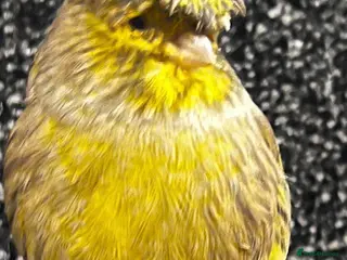 Canaries birds Canaries - Advert 3