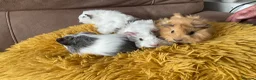 Guinea Pig rodents for sale: Gorgeous baby Guinea Pigs - Advert 8