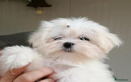 Maltipoo dogs for stud: Teddy 100% Korean Maltese kc registered for stud  in Birmingham - Image 4