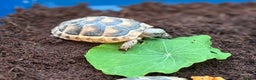Tortoise reptiles for sale: Baby marginated tortoises for sale. Setups also av - Advert 6