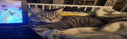 Mixed Breed cats for sale: Neutered male spotted tabby vaccinated chipped  - Advert 3