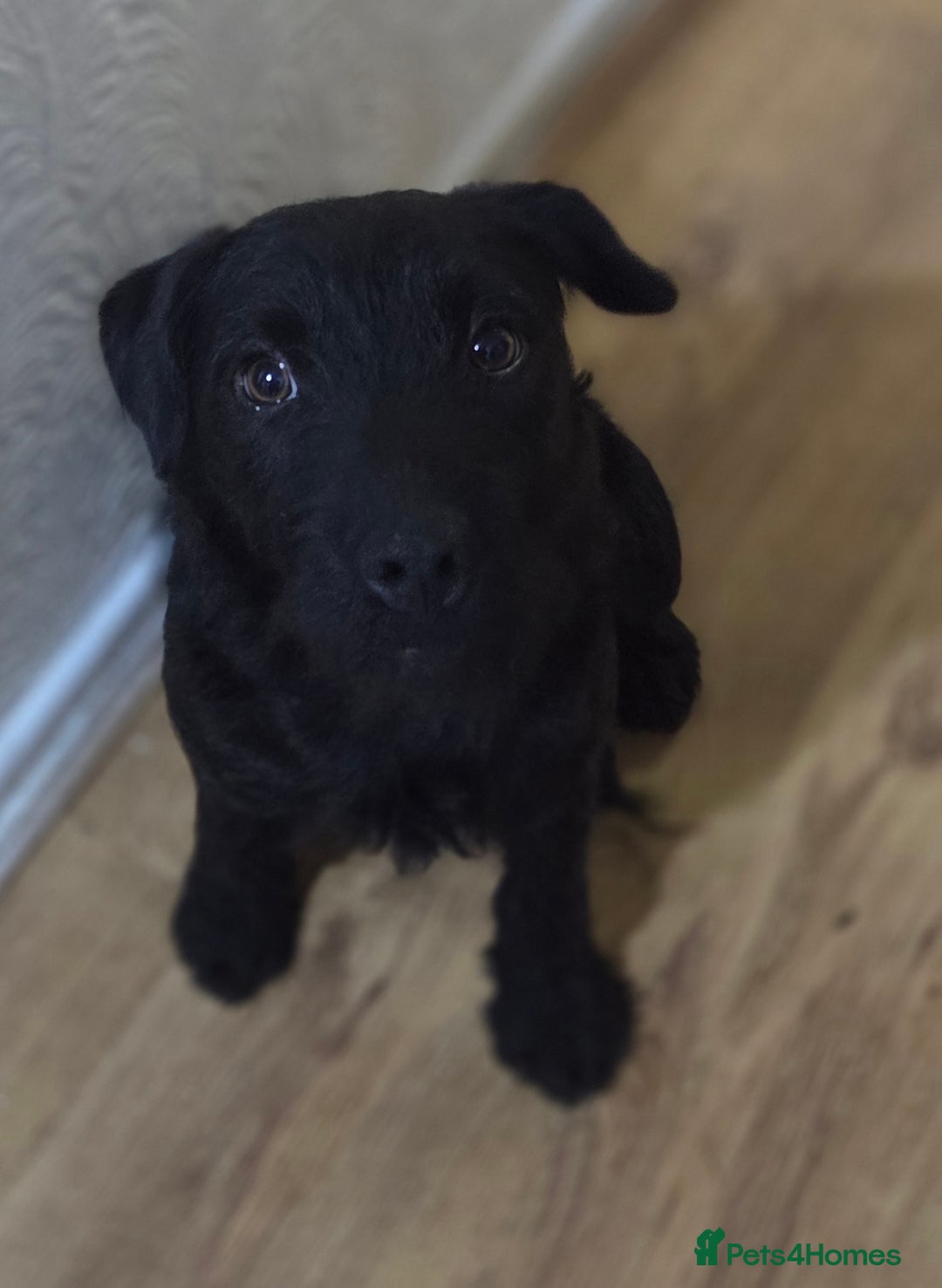 Patterdale Terrier dogs for sale: 8month old male patterdale - Advert 3