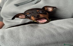 Miniature Pinscher dogs for sale: Not KC Reg Miniature Pincher Girl - Image 17