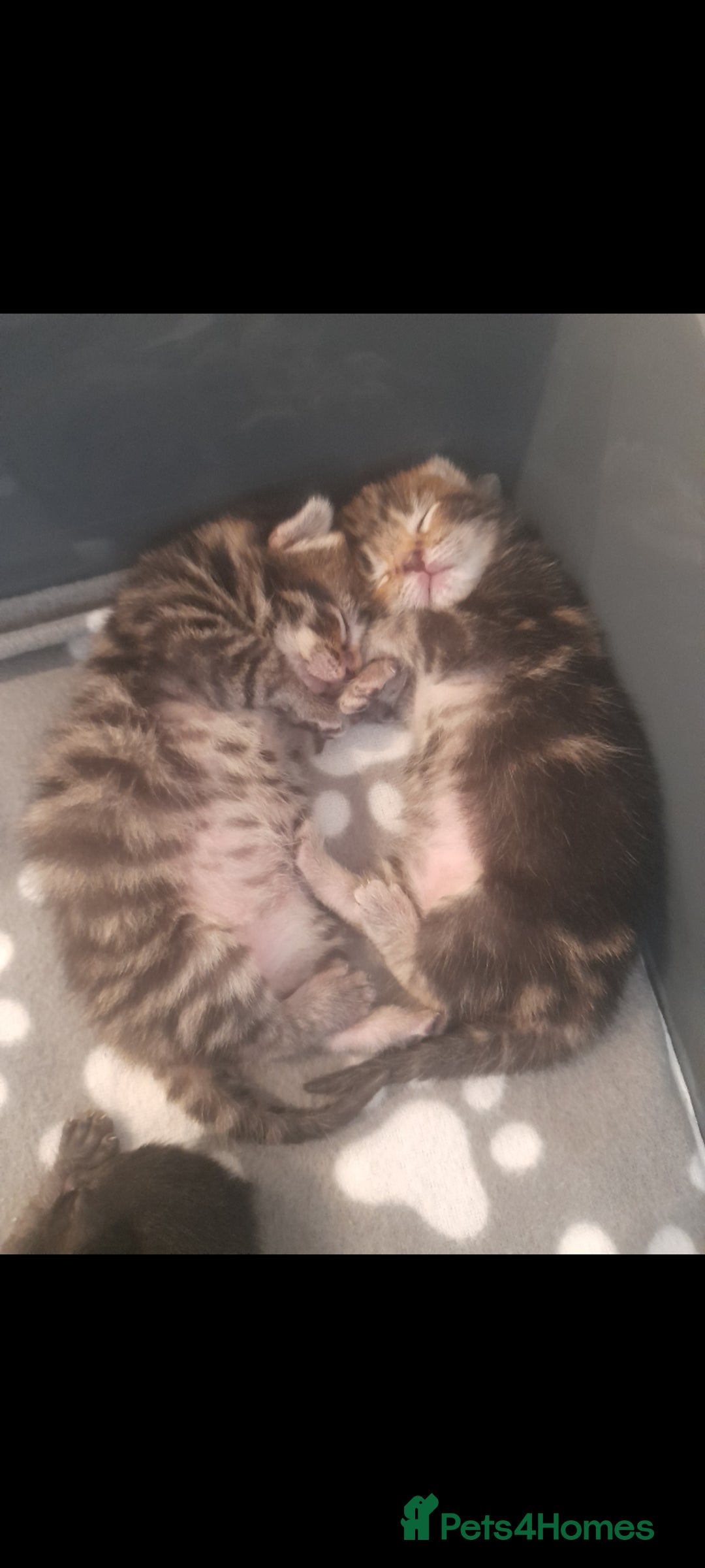 Mixed Breed cats for sale: 3 beautiful kittens left - Image 1