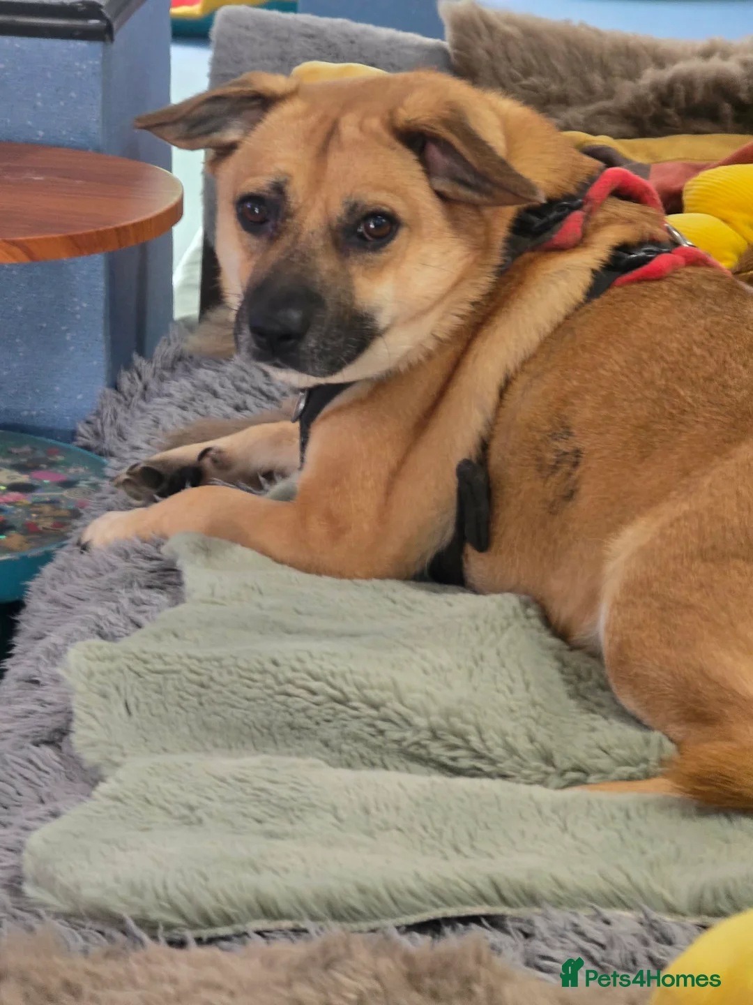 Mixed Breed dogs for adoption: Sweet Lennin looking for LOVE  - Advert 2