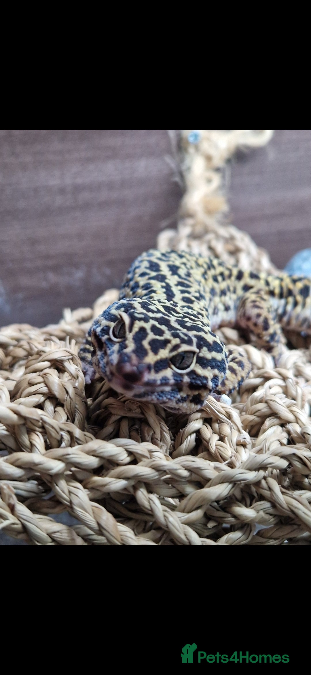 Leopard Gecko reptiles 5 year old male leopard gecko  - Advert 4