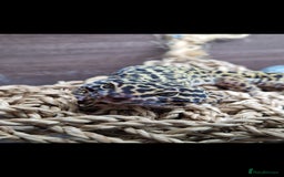 Leopard Gecko reptiles for sale: 5 year old male leopard gecko  - Image 1