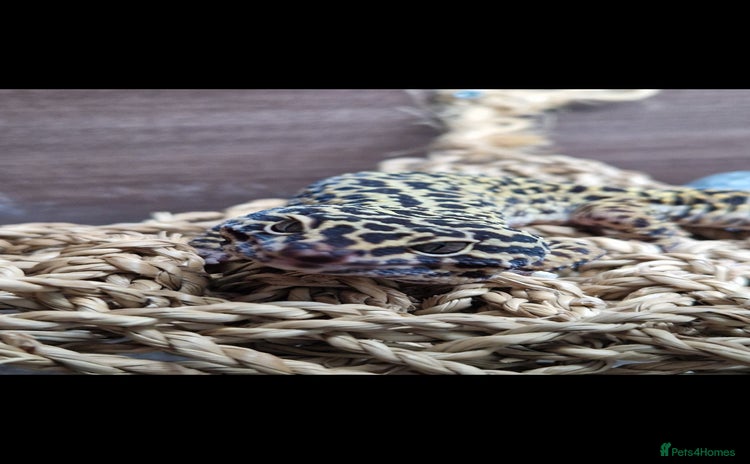 Leopard Gecko reptiles - Advert 1