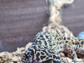 Leopard Gecko reptiles 5 year old male leopard gecko - Advert 3