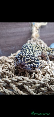 Leopard Gecko reptiles 5 year old male leopard gecko - Advert 1