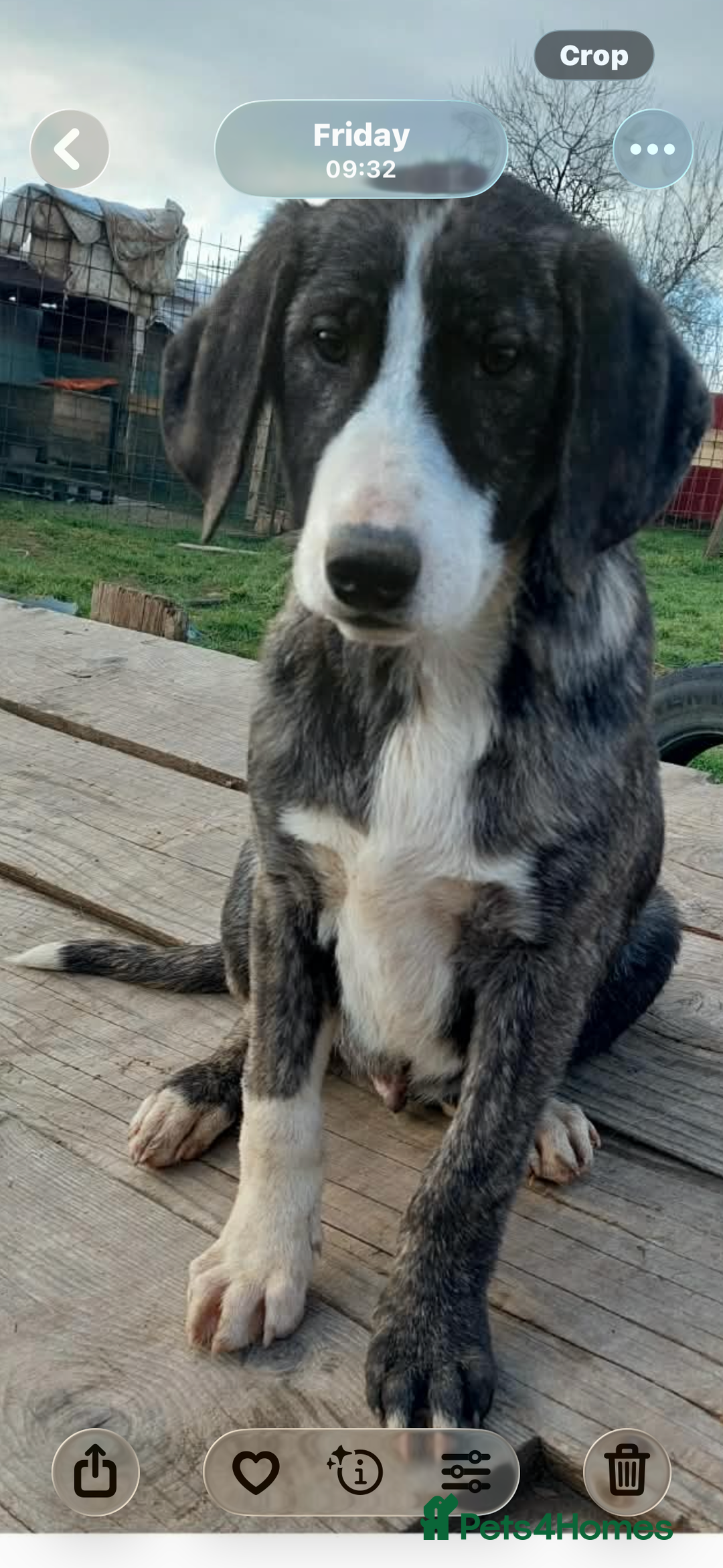 Mixed Breed dogs for adoption: 4.5 month male Macedonian rescue - Advert 1