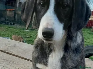 Mixed Breed dogs 4.5 month male Macedonian rescue - Advert 15