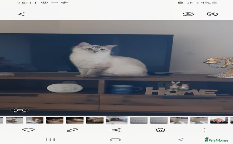 Ragdoll cats - Advert 15