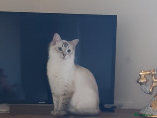 Ragdoll cats for sale - Advert 1