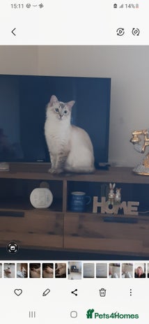 Ragdoll cats - Advert 4