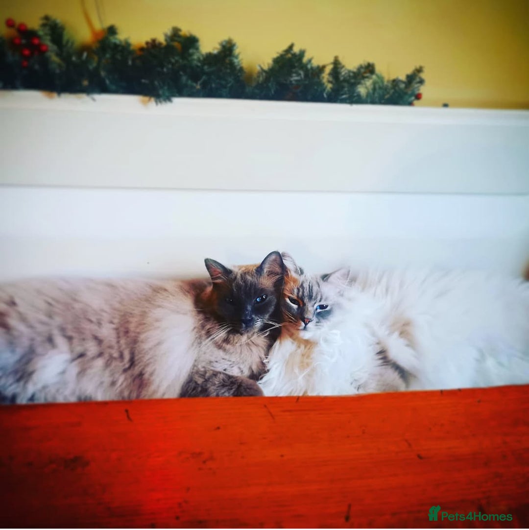 Ragdoll cats for sale: 5-year-old male Ragdoll  - Image 4