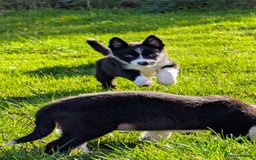 Border Collie dogs for sale: Farm bred collie pups - Image 8