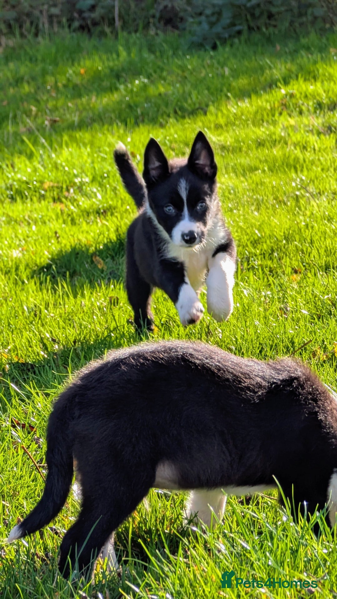 Border Collie dogs for sale: Farm bred collie pups - Image 8