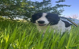 Mixed Breed dogs for adoption: Hope - Norwich Norfolk  - Image 9
