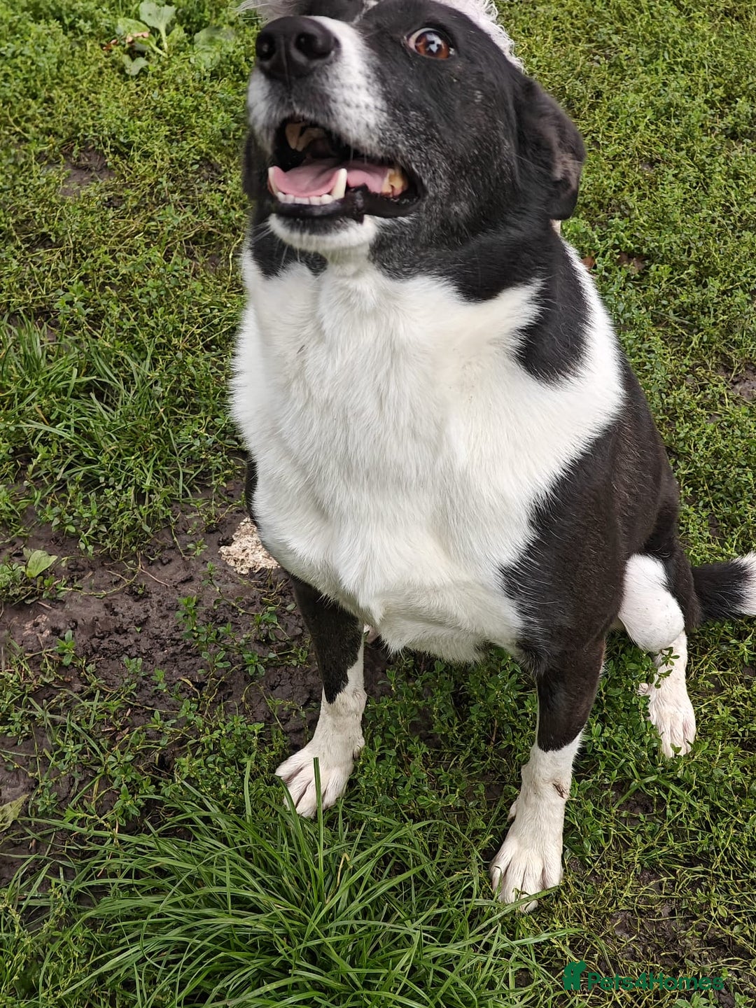Mixed Breed dogs for adoption: ❤️Zoria❤️- medium-sized 2-year-old sunny girl  - Advert 7
