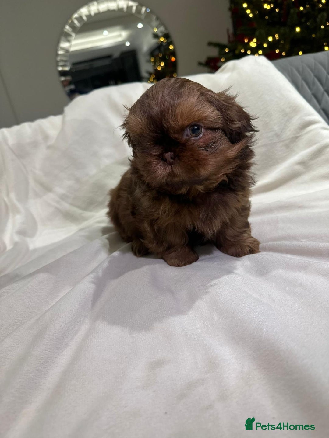 Shih Tzu dogs for sale: kC Imperial Shih tzu Ready now only 1 girl left  - Advert 32