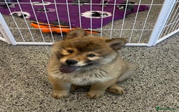 Chow Chow dogs for sale: Genuine Teddy Bear Chowski Puppies - Image 4