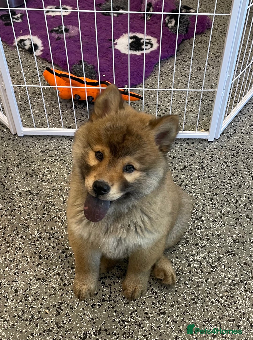 Chow Chow dogs for sale: Genuine Teddy Bear Chowski Puppies - Image 4