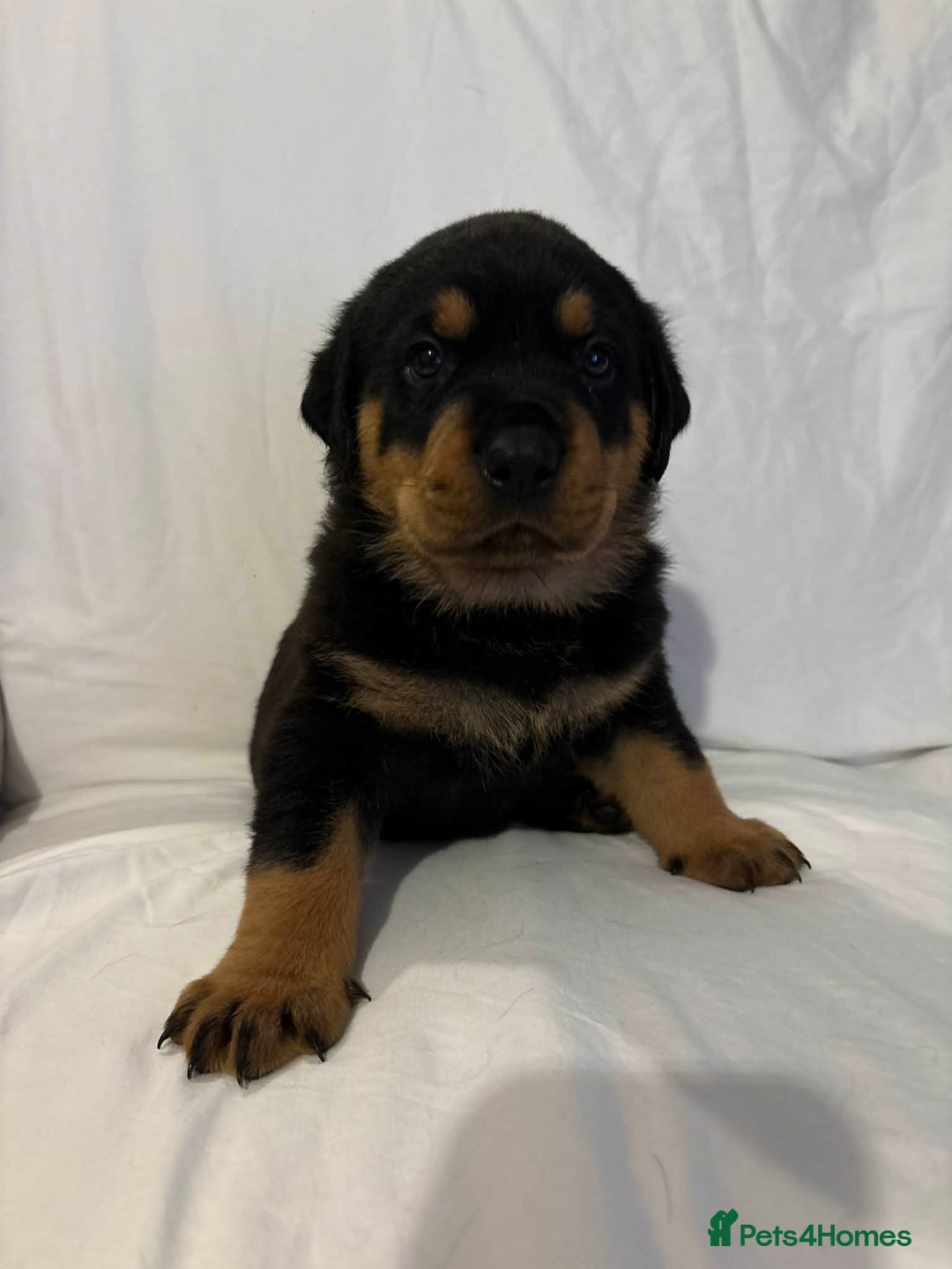 Rottweiler dogs for sale: Stunning Rottweiler puppies - Advert 22