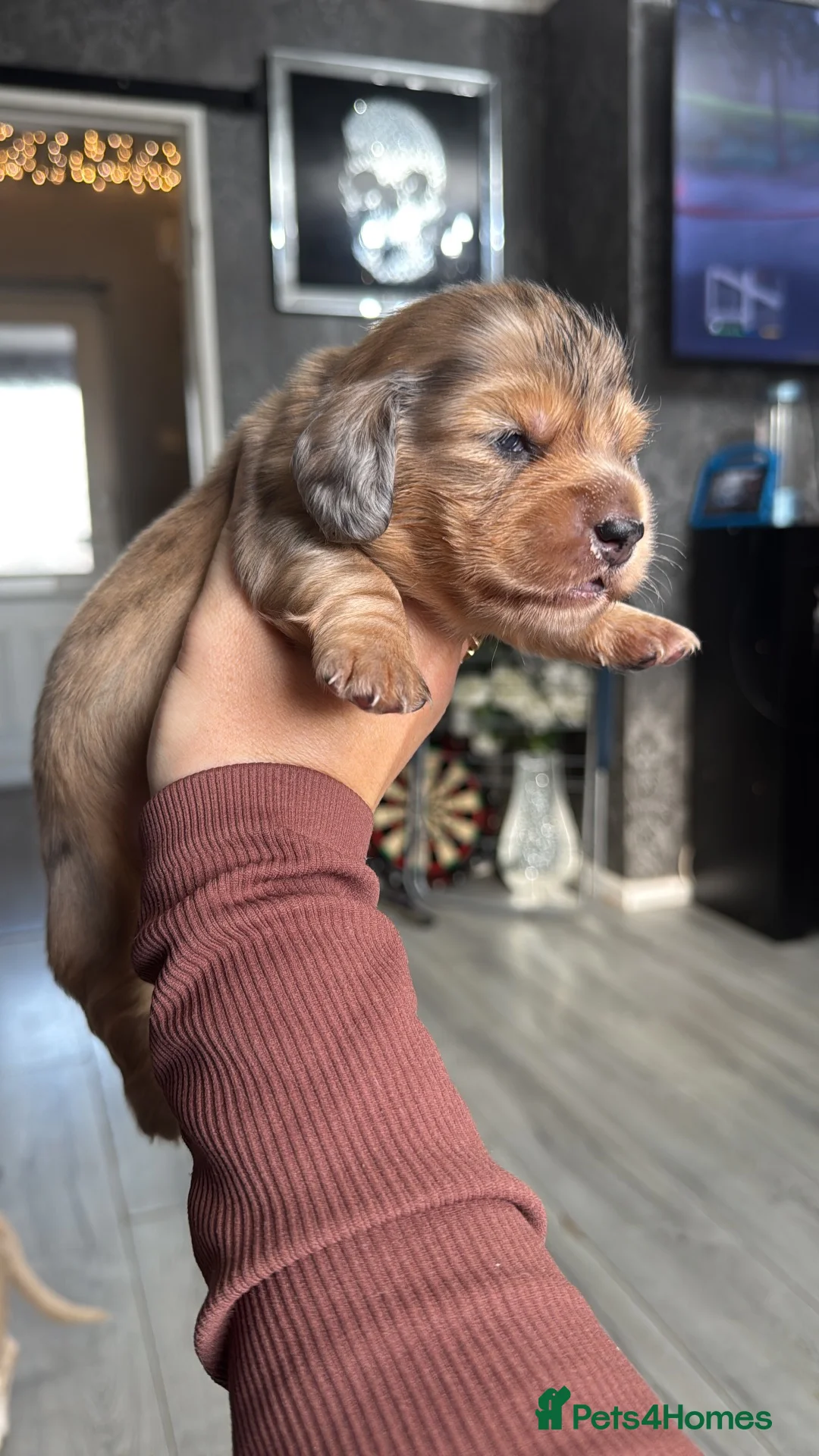 Miniature Dachshund dogs for sale: Long hair mini dachshunds  in Basildon - Advert 2