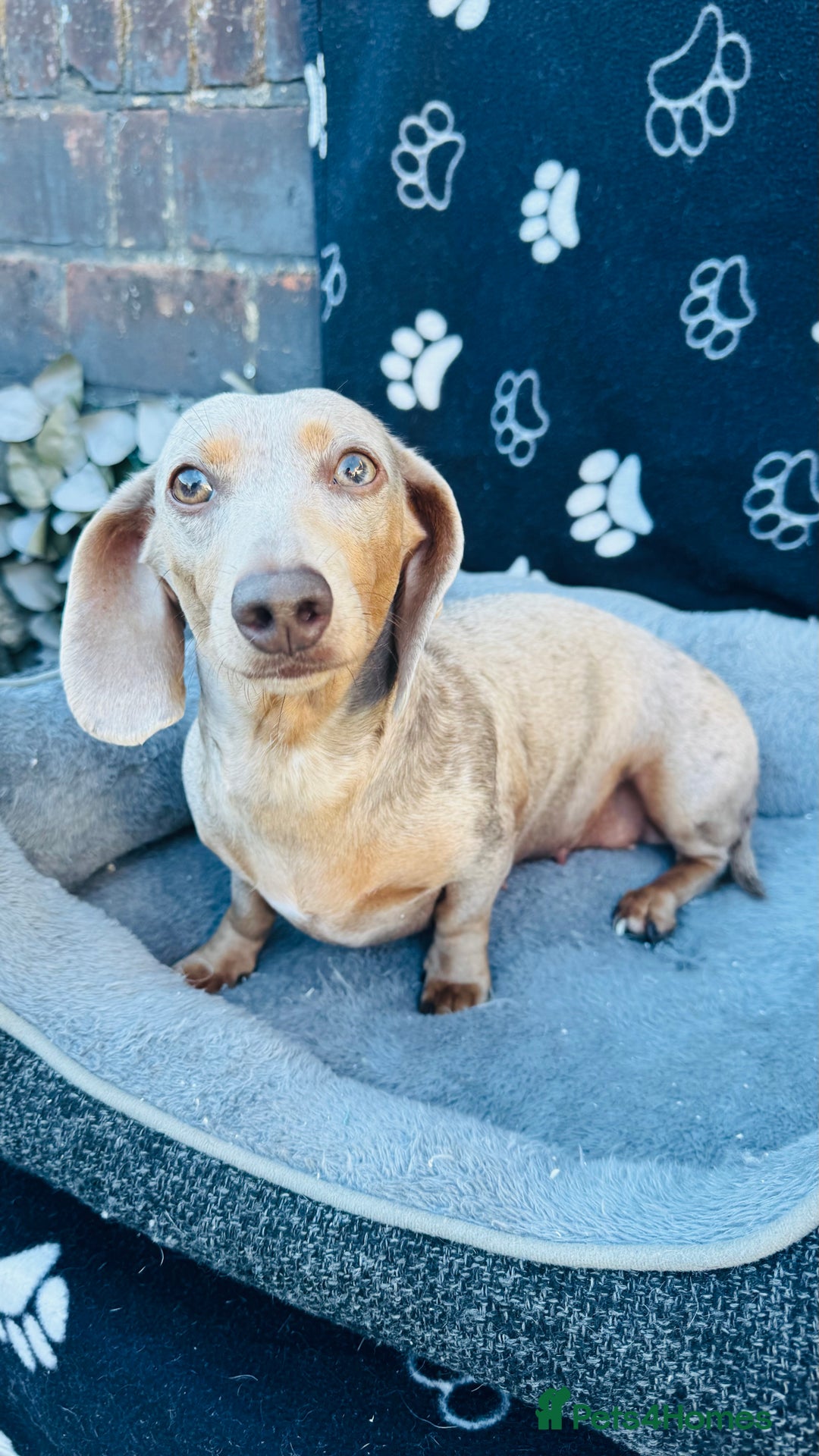 Miniature Dachshund dogs for sale: Miniature Dachshund - KC reg - Image 1