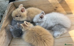 Lionhead rabbits for sale: Lion head baby bunnies  - Image 4
