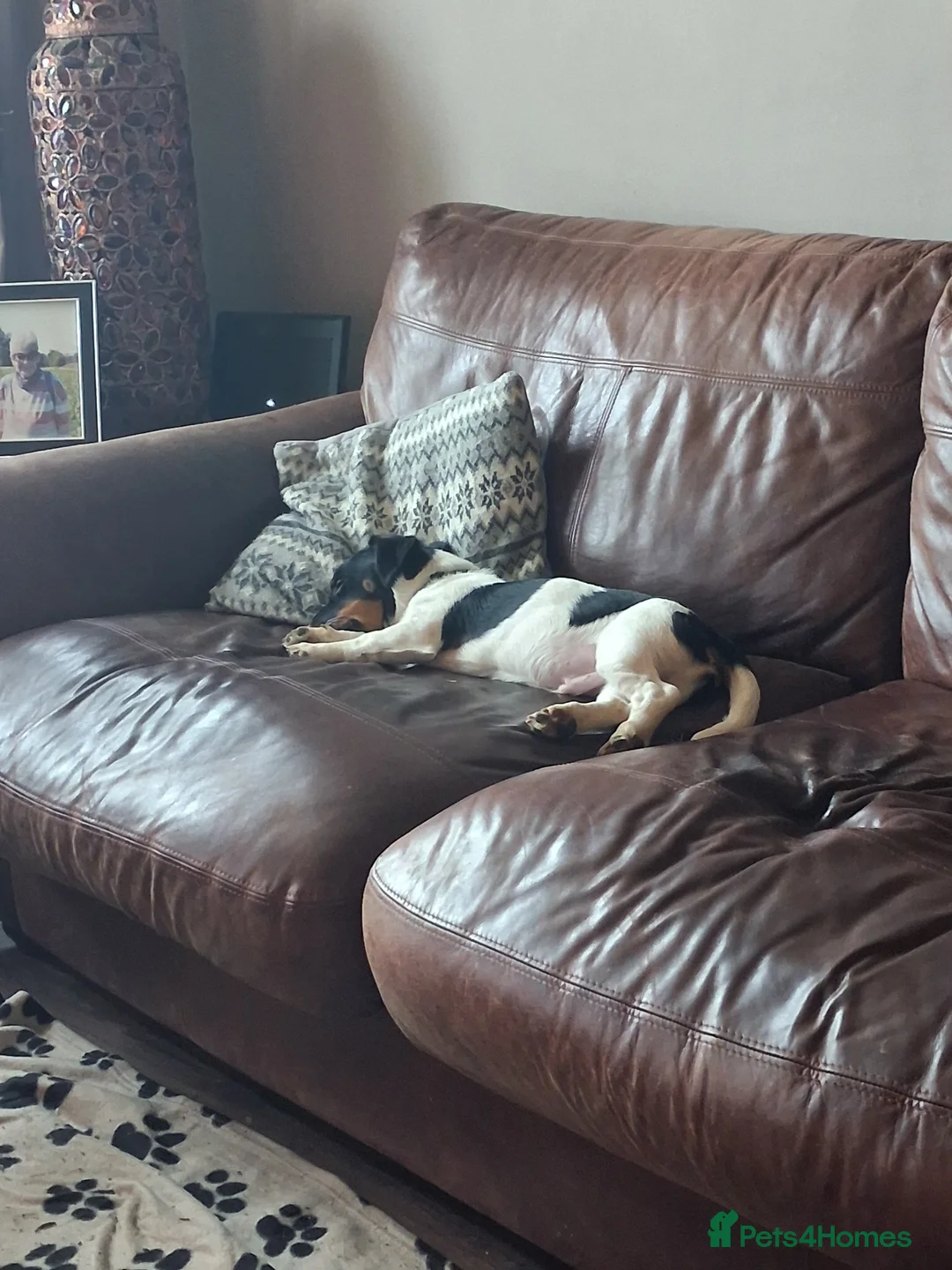 Jack Russell dogs for sale: Pops . Handful little ball of energy.   in Lincoln - Advert 1