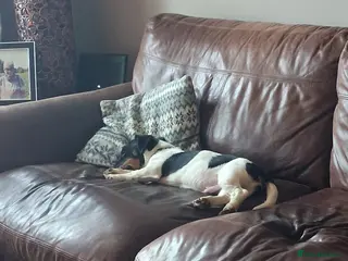 Jack Russell dogs Pops . Handful little ball of energy. - Advert 1