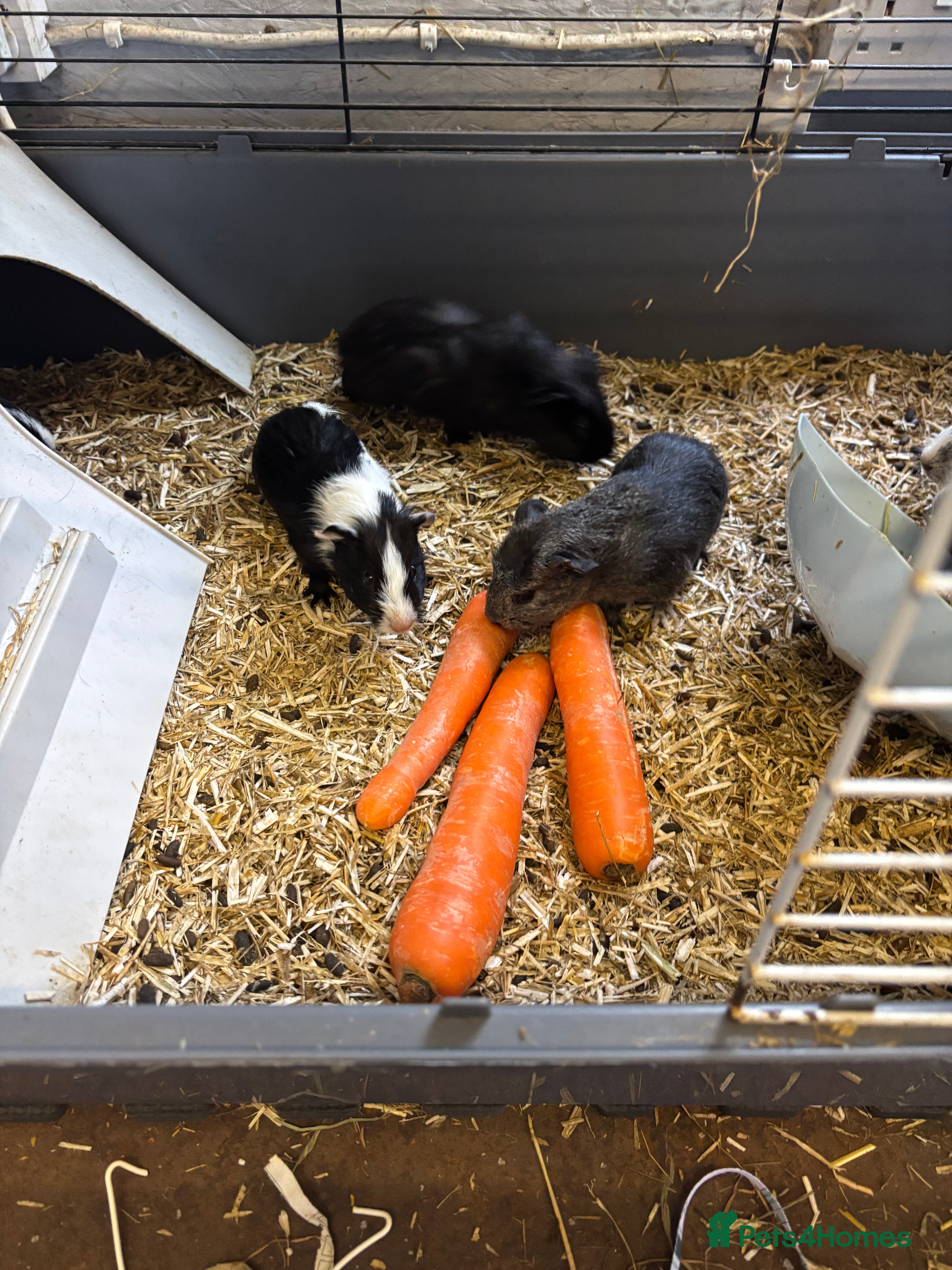 Mixed Breed rabbits Guinea pigs for sales - Advert 5