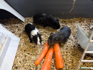 Mixed Breed rabbits Guinea pigs for sales - Advert 5