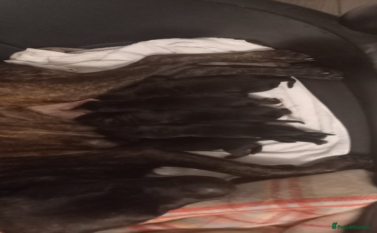 Cane Corso dogs - Advert 13