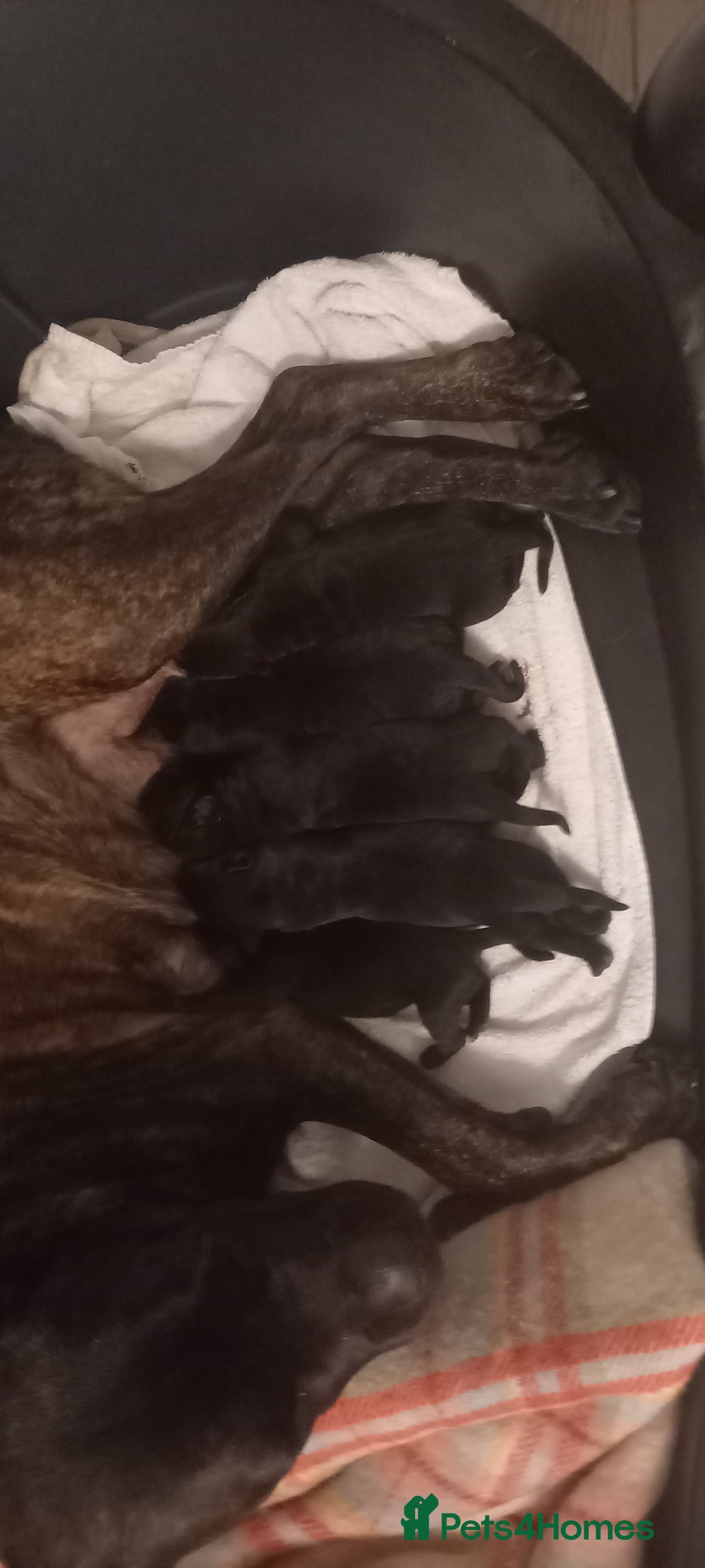 Cane Corso dogs for sale: 1 & only uk bloodline - Image 2