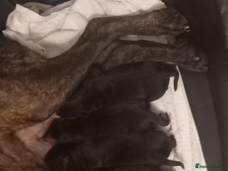 Cane Corso dogs - Advert 5