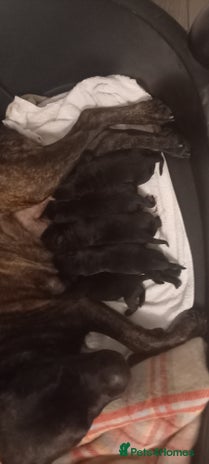 Cane Corso dogs - Advert 1