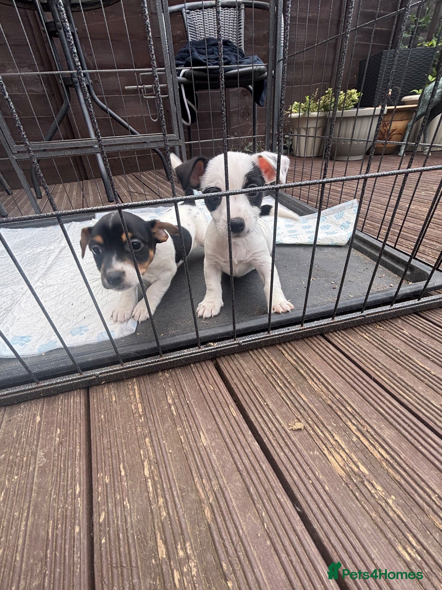 Jack Russell dogs Stunning litter of jackrussels  - Advert 1