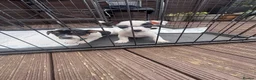Jack Russell dogs for sale: Stunning litter of jackrussels  - Advert 5