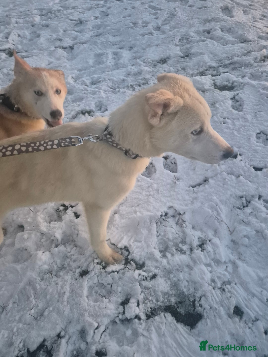 Siberian Husky dogs for sale: Beautiful Husky Looking for Their Forever Homes - Advert 11