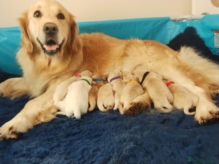 Golden Retriever dogs UK KC Registered pups - Advert 1