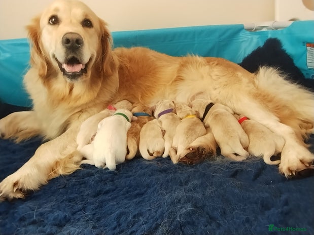 Golden Retriever dogs UK KC Registered pups - Advert 1