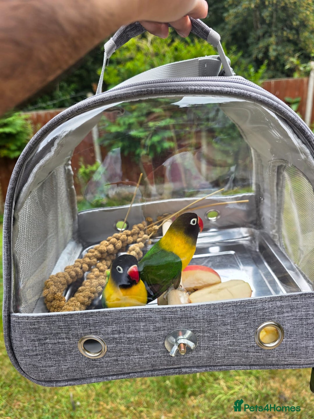 Lovebirds birds for sale: Mutation Lovebirds for Sale - Advert 13