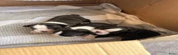 Boston Terrier dogs for sale: KC Registered Boston Terriers ready now in Chesterfield - Advert 6