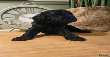 Cavapoo dogs - Advert 13